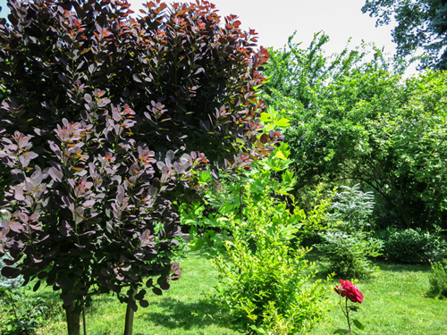 Purple leaves of the Cotinus coggygria Royal Purple on the left in beautiful landscaped garden with evergreens and green lawn. Sunny and peaceful atmosphere of relaxation.